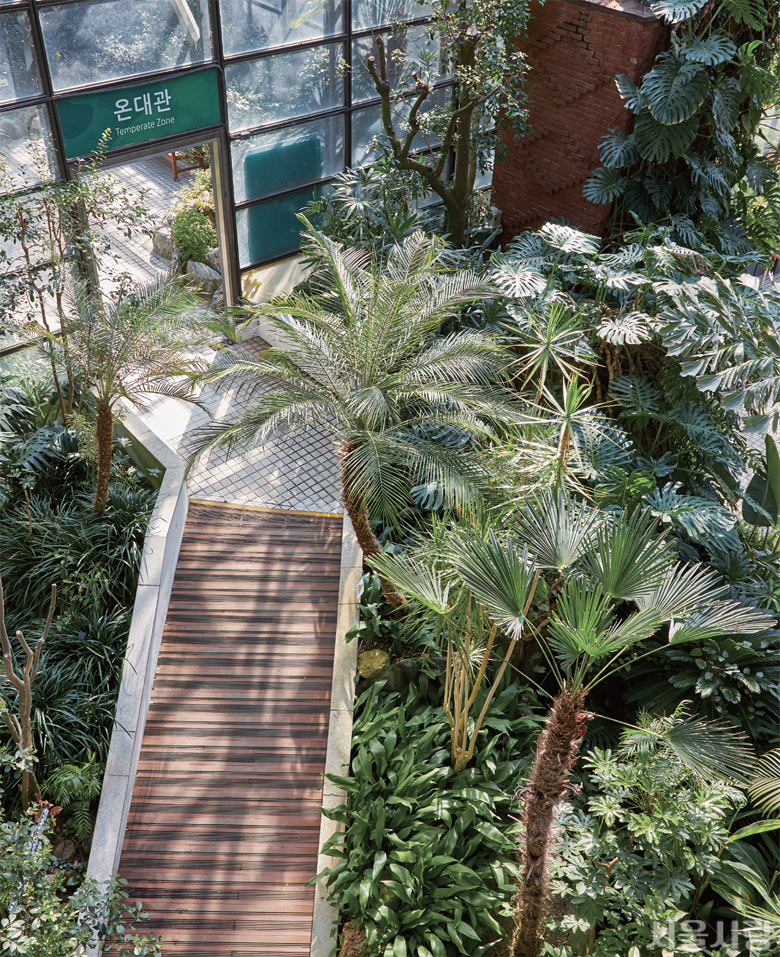 최고 높이 25m인 서울대공원 식물원 온실의 공중 보행로에서 바라본 열대식물.