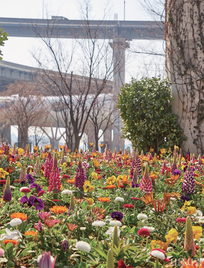 서울생각마루가 자리한 뚝섬유원지역에서 만난 봄꽃.