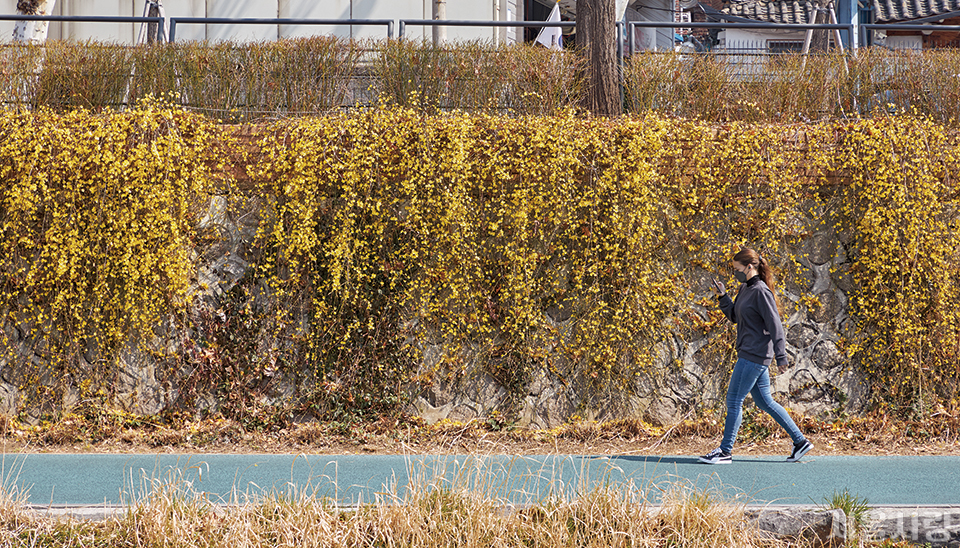 흐드러지게 피어나 봄을 알리는 성북천 산책로의 영춘화.