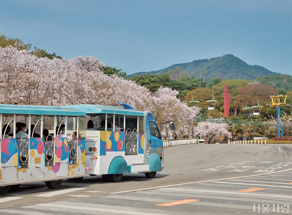 벚꽃을 시작으로 서울대공원 곳곳은 계절의 아름다움으로 가득 채워진다.