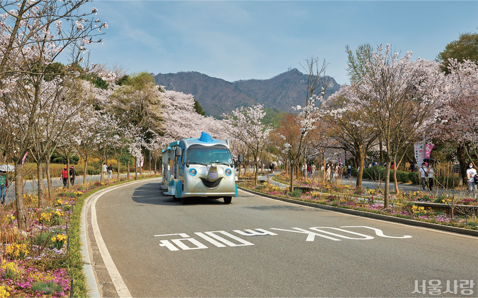 화사한 꽃으로 물든 서울대공원 꽃의 숲 산책길을 따라 코끼리열차가 달리고 있다.