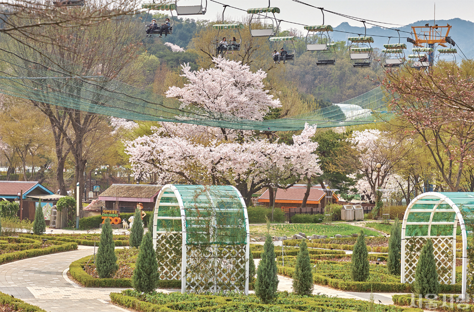 서울대공원을 즐기는 색다른 방법인 스카이리프트와 화려하고 다양한 꽃을 볼 수 있는 꿈의 숲 테마가든.