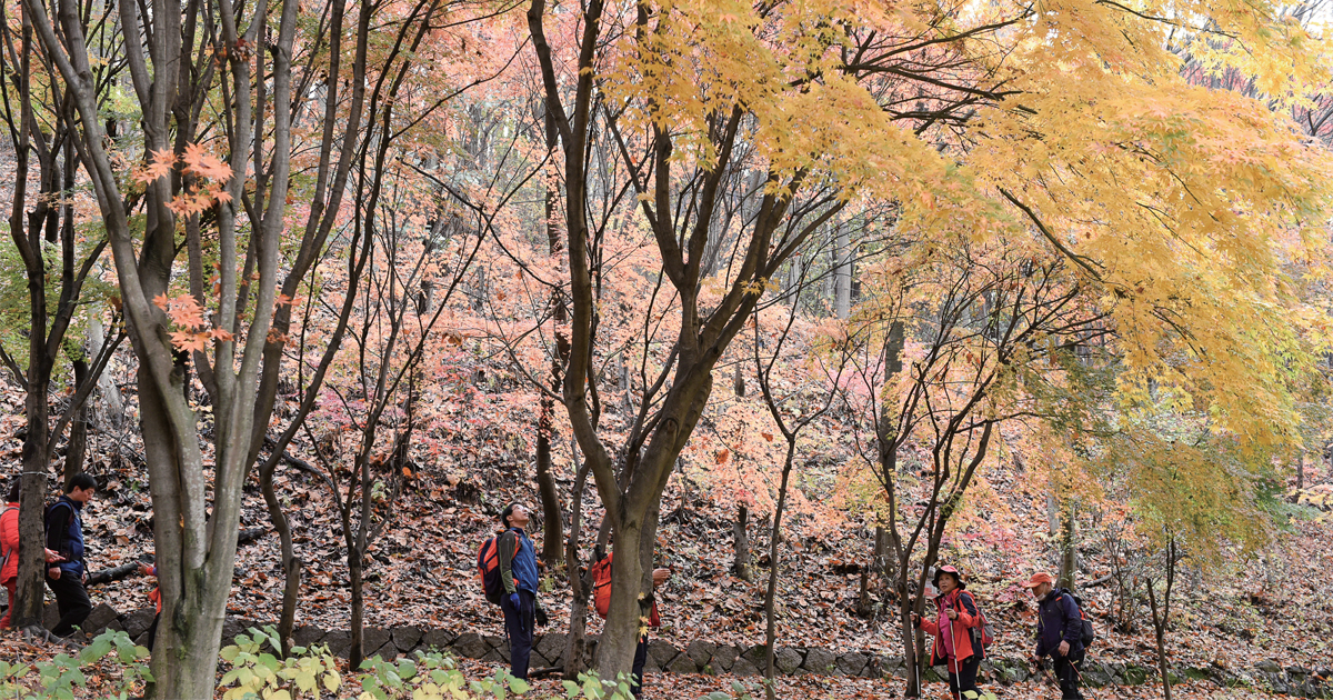 가을과 겨울이 공존하는 지금, 서울둘레길(5~8코스)