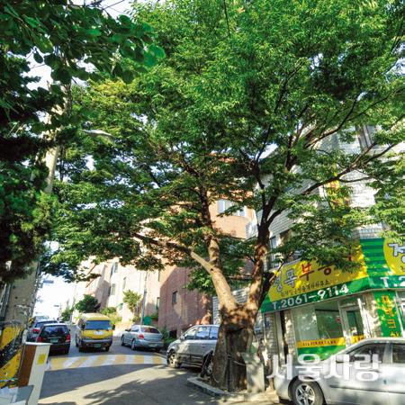 150년 된 느티나무