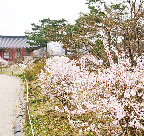 고궁에 봄이 내리면
