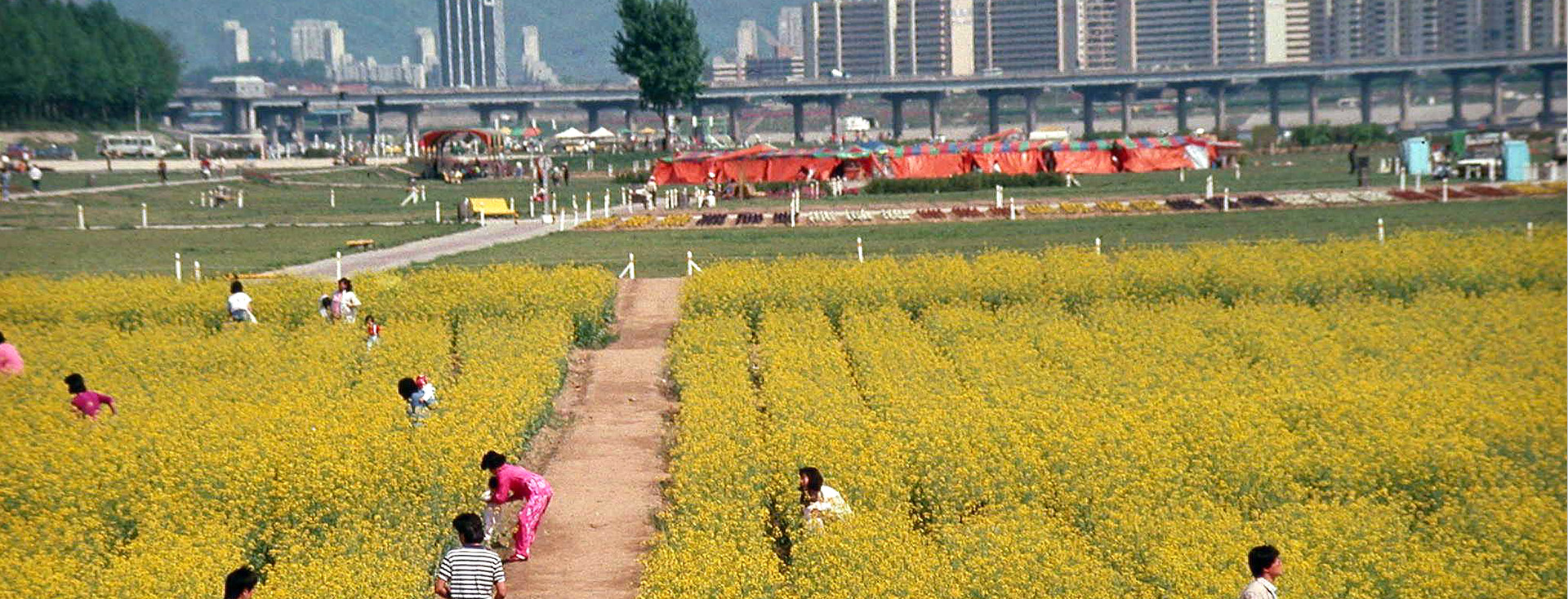 서울의 청춘은 한강으로 모였다