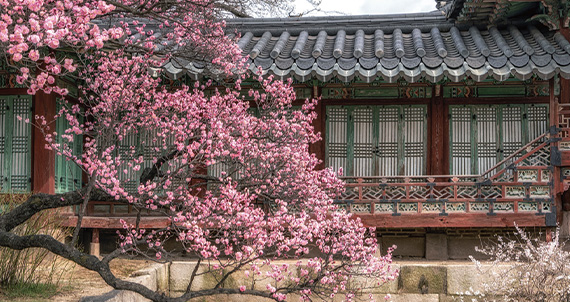 고궁 옆, 봄이 머무는 자리