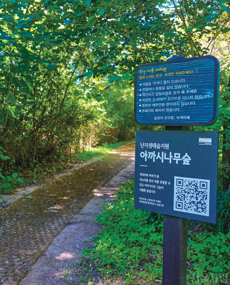 난지생태습지원 아까시나무숲