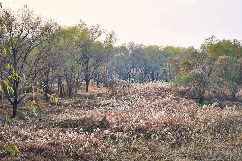 동물들, 특히 새가 많은 강서습지.